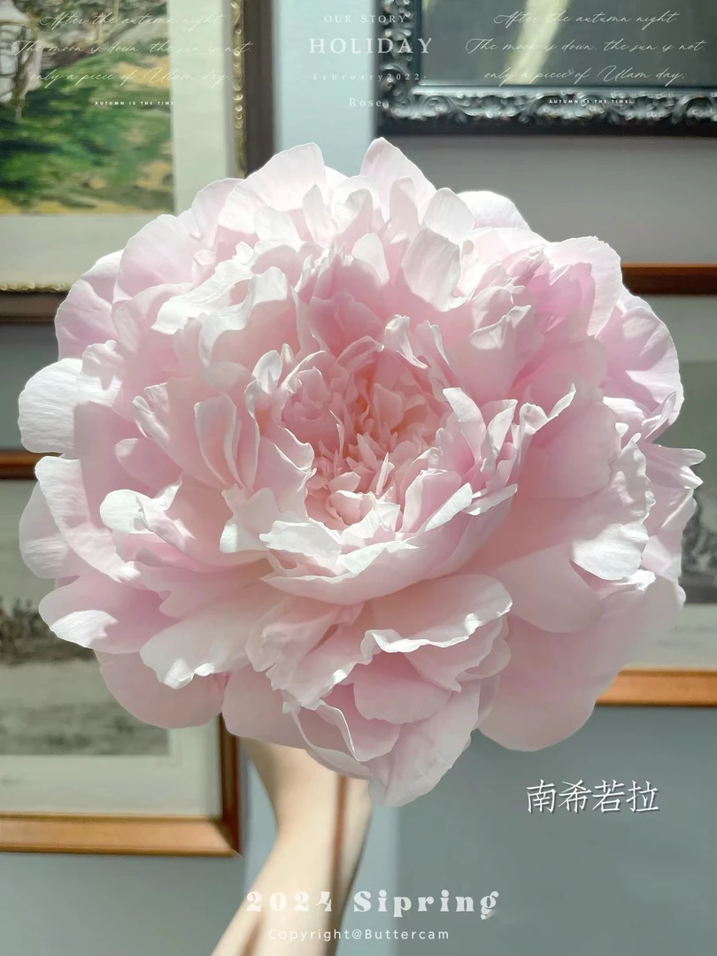 进口芍药种苗 南希诺拉【秋季裸根发货，包对版】