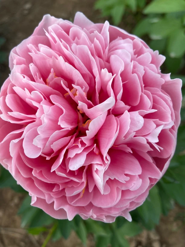 进口芍药花苗 三文鱼【秋季裸根发货，包对版】