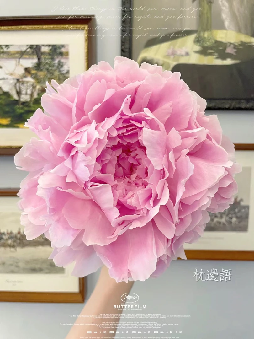 进口芍药 枕边语【秋季裸根发货，包对版】
