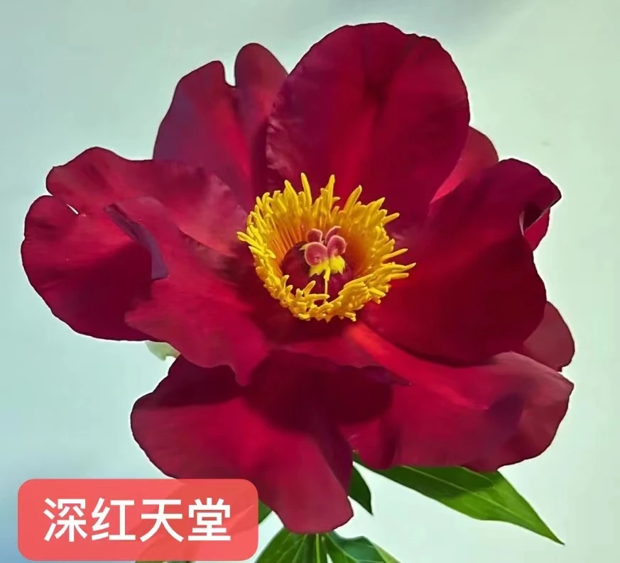 伊藤花苗  深红天堂 秋季裸根发货 包对版