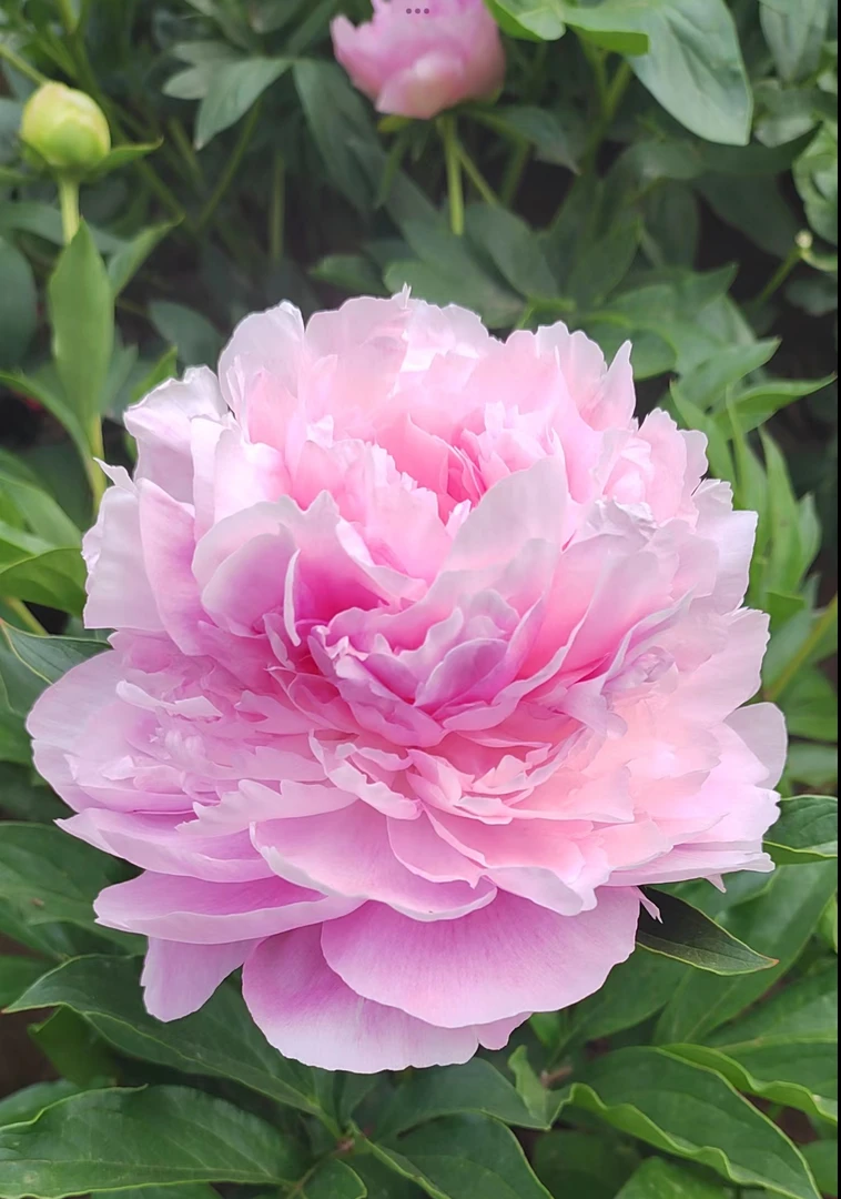 进口芍药种苗 粉色冻糕（芭菲）【秋季裸根发货，包对版】
