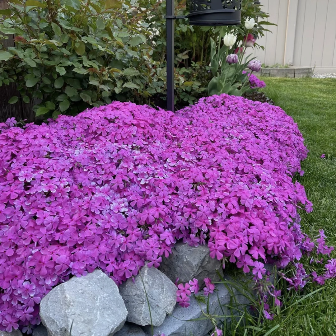 大盆芝樱花苗盆栽福禄考花卉植物阳台庭院绿植多年四季常绿植物