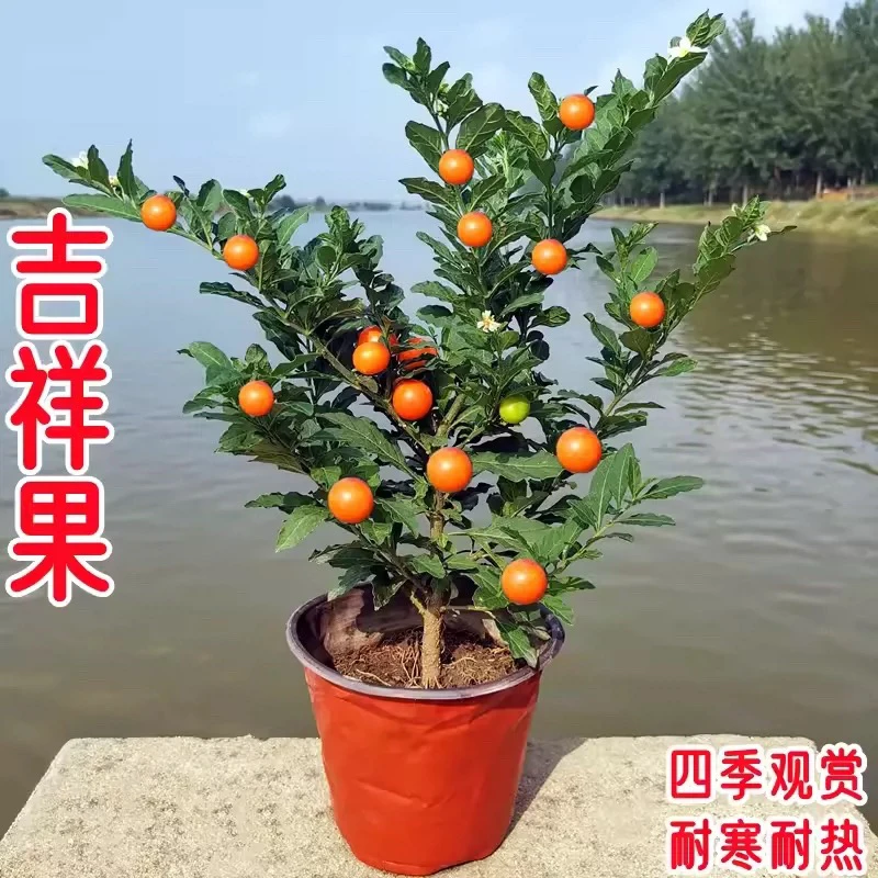 耐热耐寒多年生冬珊瑚食用吉庆果红珊瑚豆看樱桃四季果野海椒盆栽