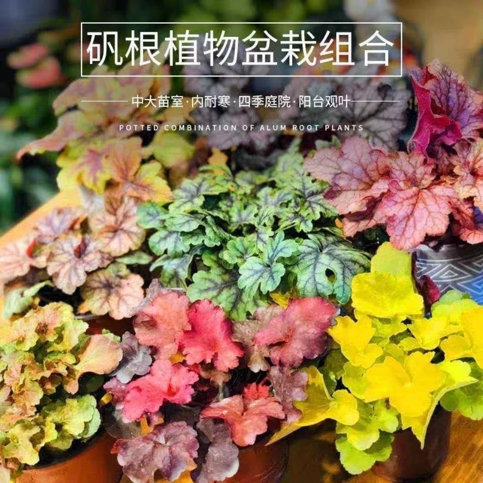 矾根植物盆栽中苗组合套餐耐寒阳台花园庭院室内四季观叶花卉包邮