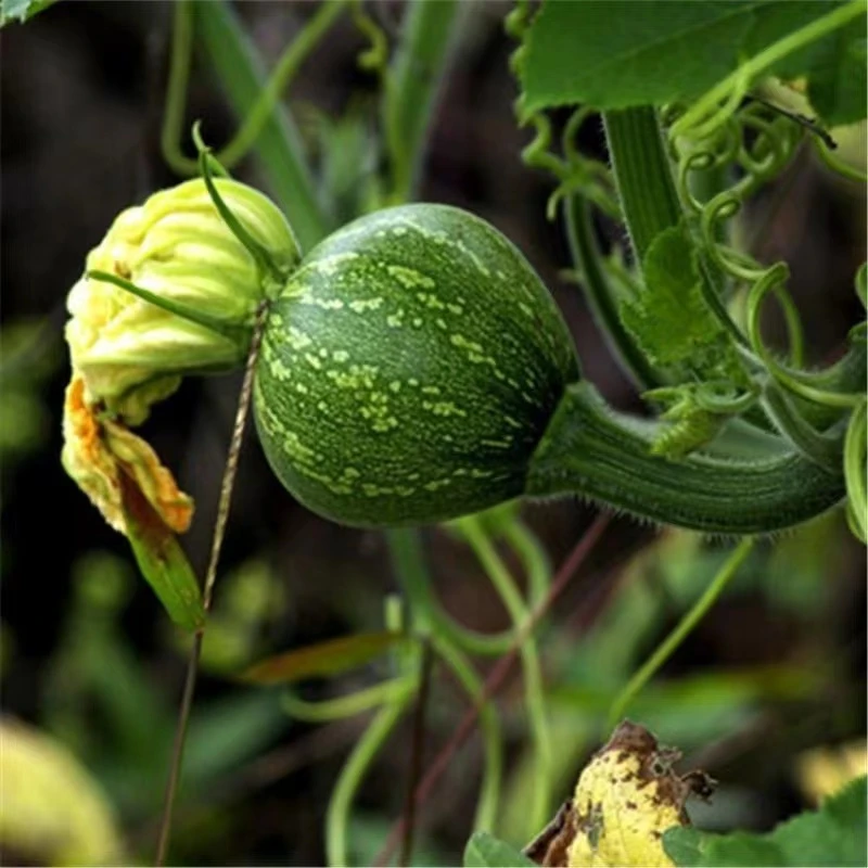 嫩南瓜湖北农家自种新鲜小南瓜南瓜仔圆形西葫芦绿皮青瓜嫩瓜