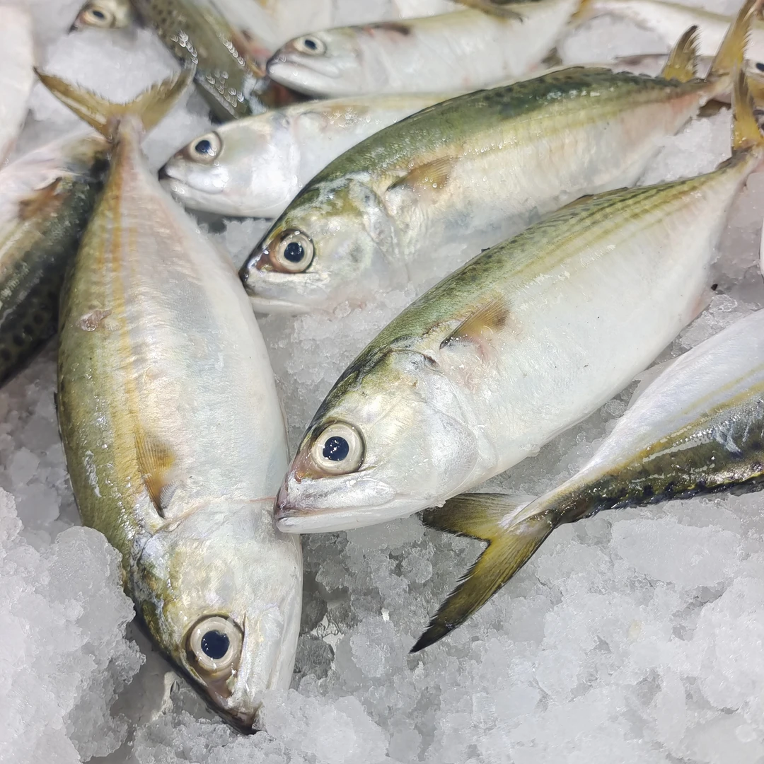 【马鲛仔海产】新鲜上港白面鱼 3-4条斤 5斤 顺丰包邮 茂名博贺港