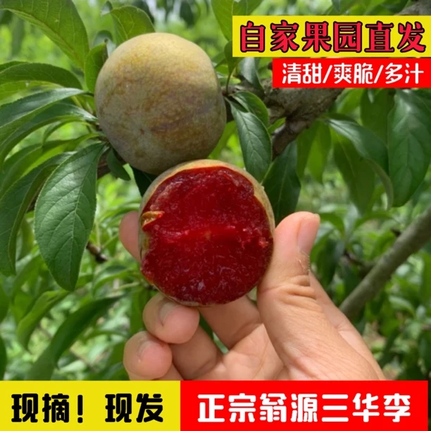 精选大果正宗韶关发货三华李现摘现发当季爽脆甜孕妇水果红心李子