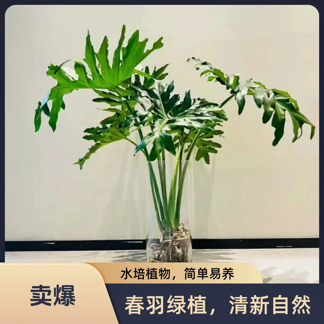 龙鳞春羽观叶绿植净化空气土培水培四季常青室内外养殖3-4片叶子