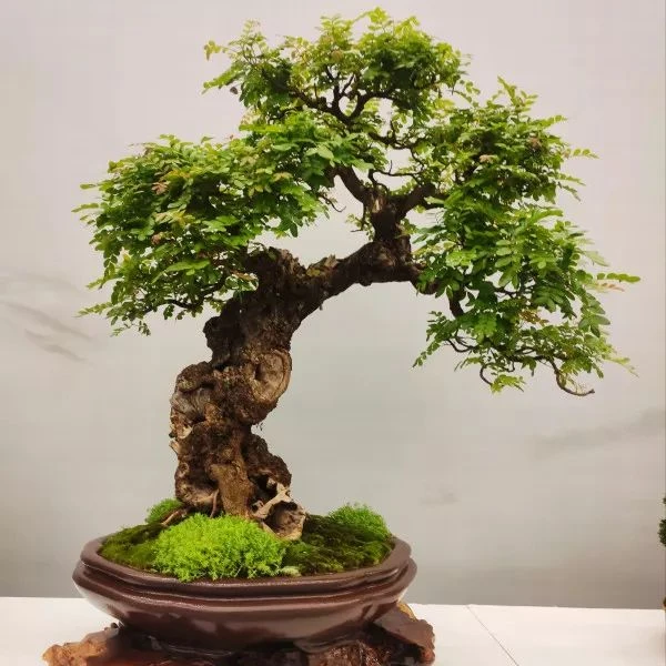 云南红芽清香木盆景素材
