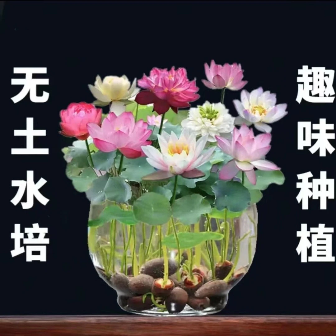 【水培盆栽荷花】无土水培盆栽种子盆栽水养生水莲花四季开花懒人