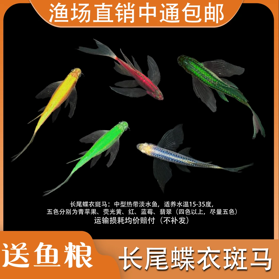 【龙年清塘特价】蝶翼斑马小型热带观赏鱼好养易活 包损 加过渡鱼粮