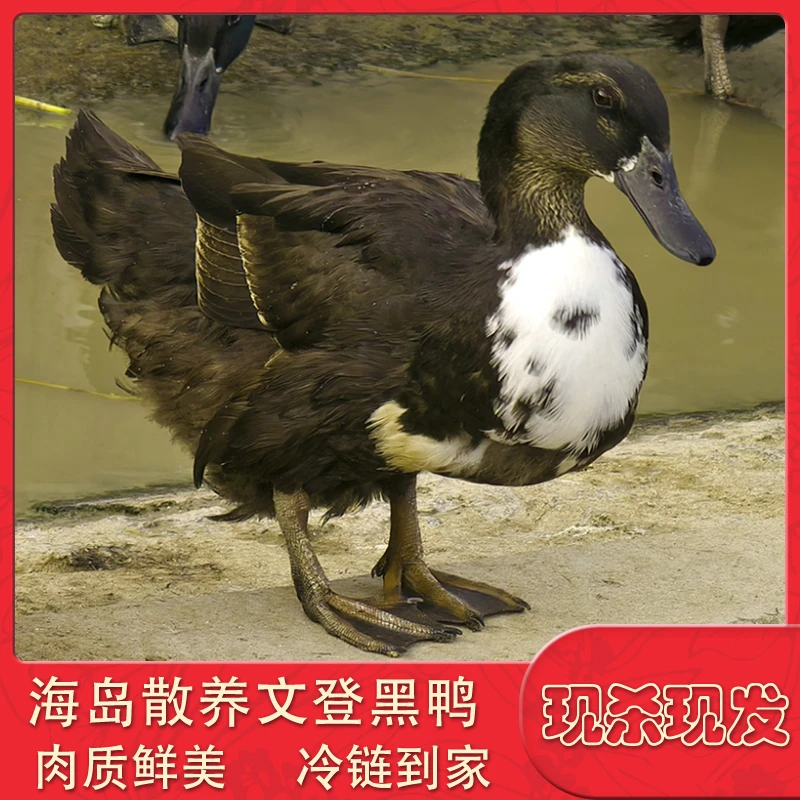 【海岛散养一年多黑鸭】海岛散养一年多黑鸭 净重2.5斤左右 带内脏