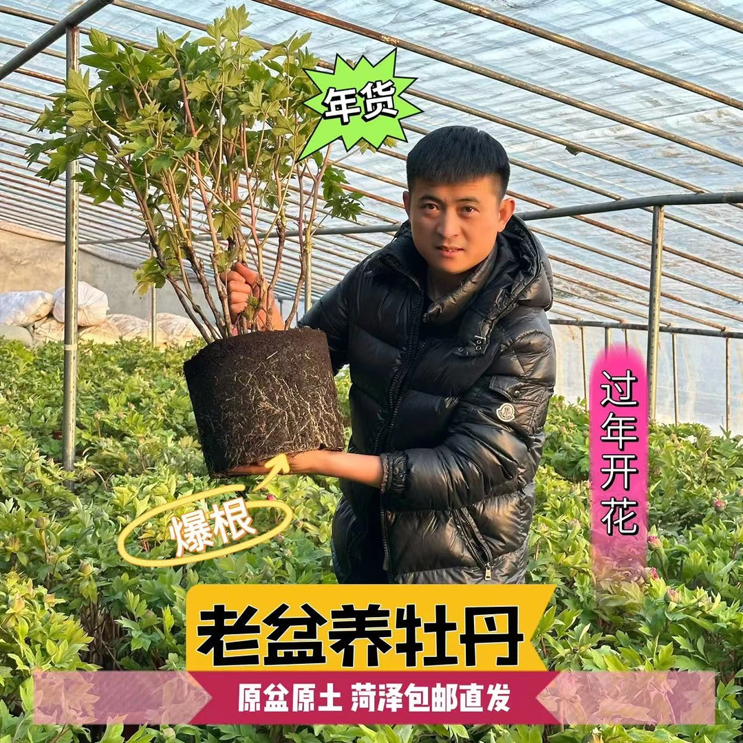 老盆养紫二乔【年宵花牡丹】原盆原土发货