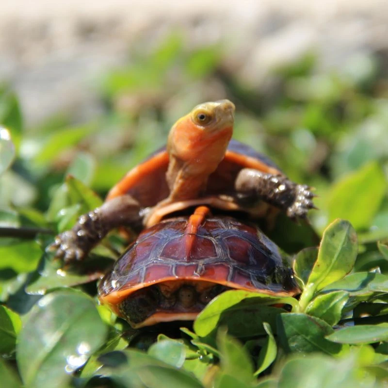 直播挑选人工合法养殖黄缘闭壳龟龟龟闭壳龟纯