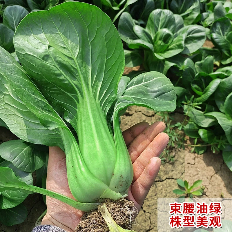 青梗菜种子油菜种籽菜籽种大全阳台耐寒迟花迎春来12月慢蔬菜种子