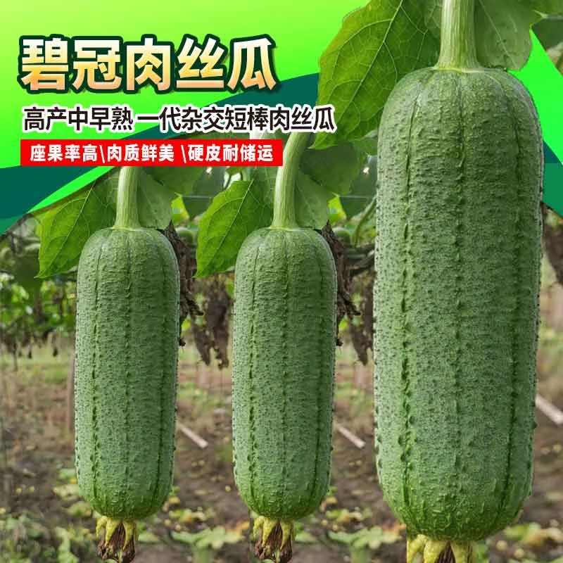 短棒肉丝瓜种子台湾肉丝瓜种籽菜籽种大全耐热高产碧冠肉丝瓜种子