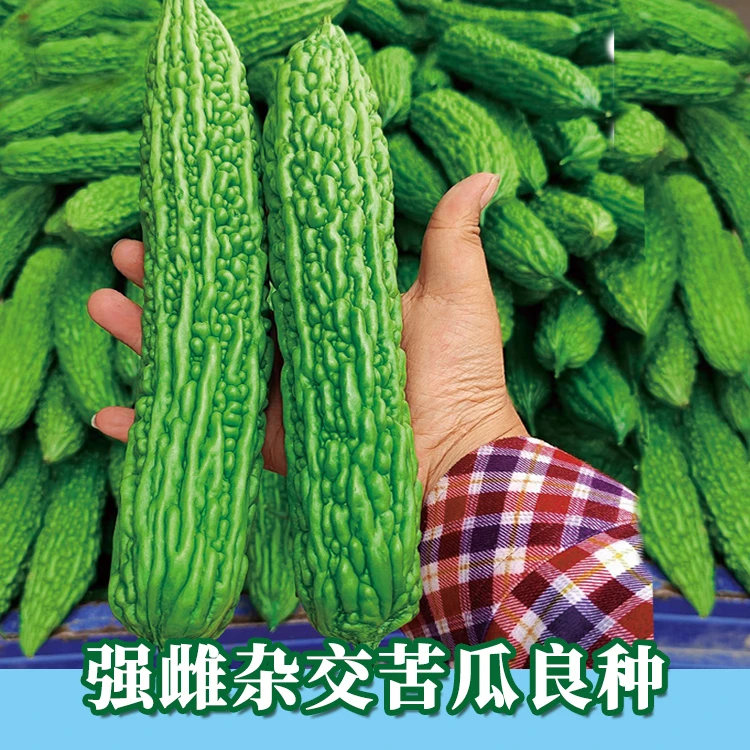凉瓜种子杂交苦瓜种籽菜籽种大全四季盆栽耐热瑞秀丰满园苦瓜种子