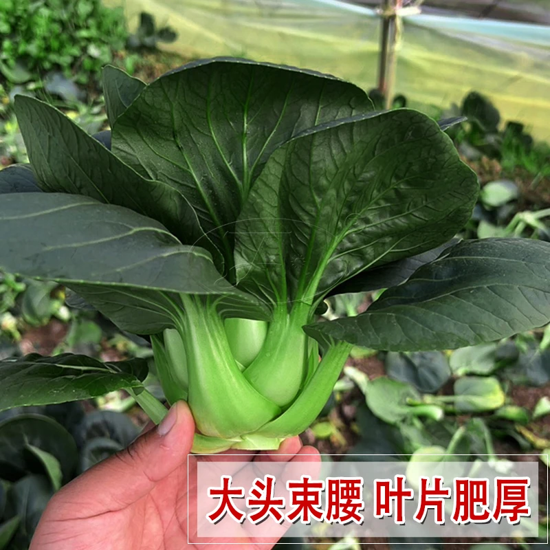 青梗菜种子青菜种籽菜籽种大全四季阳台盆栽珍品冬秀耐寒蔬菜种孑