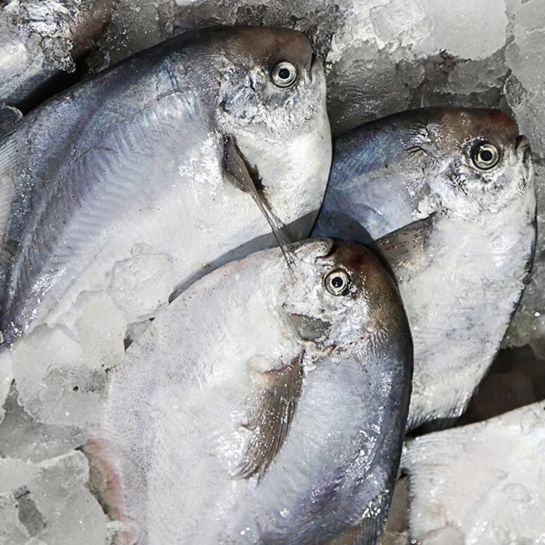 【活动款，鳞片不全】当季速冻白鲳鱼海捕流网银鲳鱼顺丰包邮包新鲜