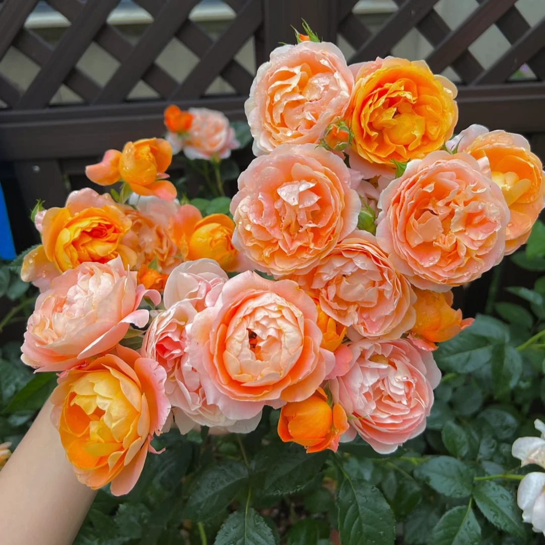 180盆【果汁阳台】月季盆栽橙黄色庭院阳台好养四季开花带花苞发货