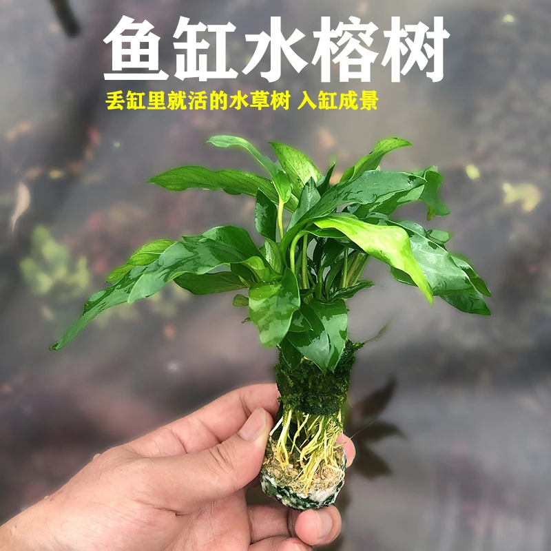 水榕树鱼缸造景沉木水草植物阴性水草淡水增氧水草