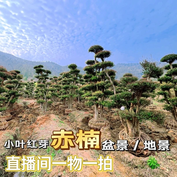 赤楠景观造型树精品盆景 原生小叶红芽赤楠百年老桩绿植