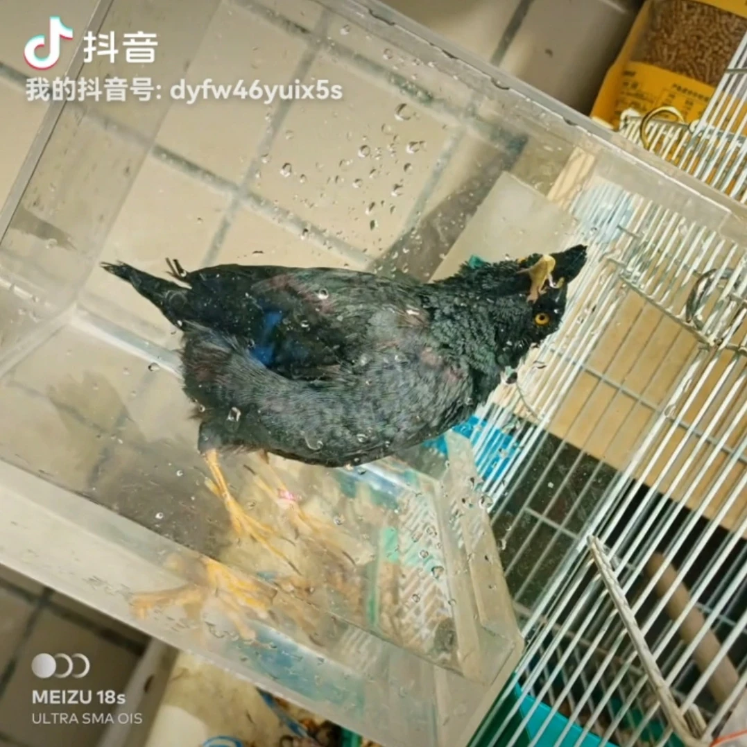 鸟用洗澡盆圆笼方笼特大号八哥玄凤鹦鹉养鸟洗澡盒浴盆洗澡神器