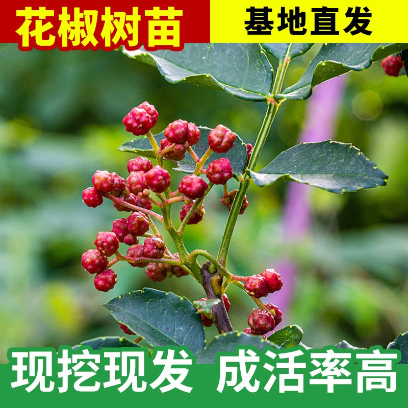 花椒苗大红袍花椒树苗基地直发成活率高花椒苗狮子头花椒树苗