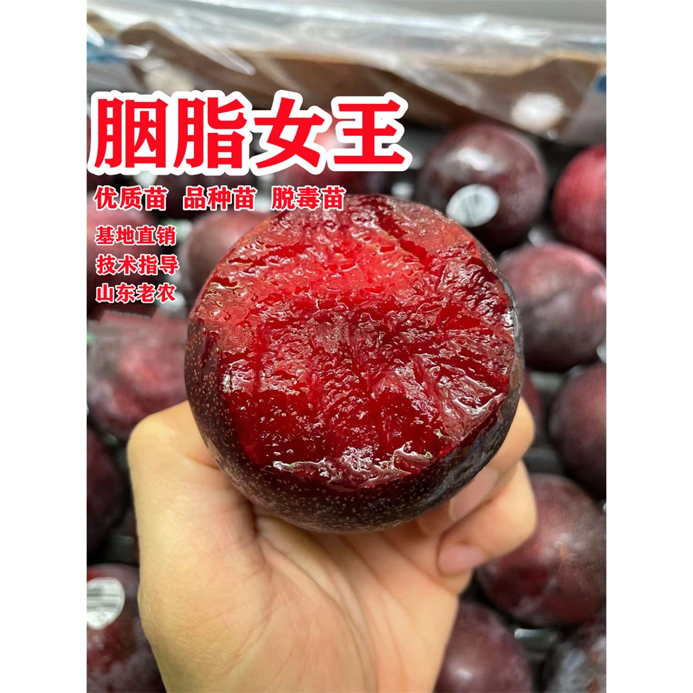 嫁接胭脂血李子树苗新品种特大南方北方种植抗寒盆栽地栽当年结果