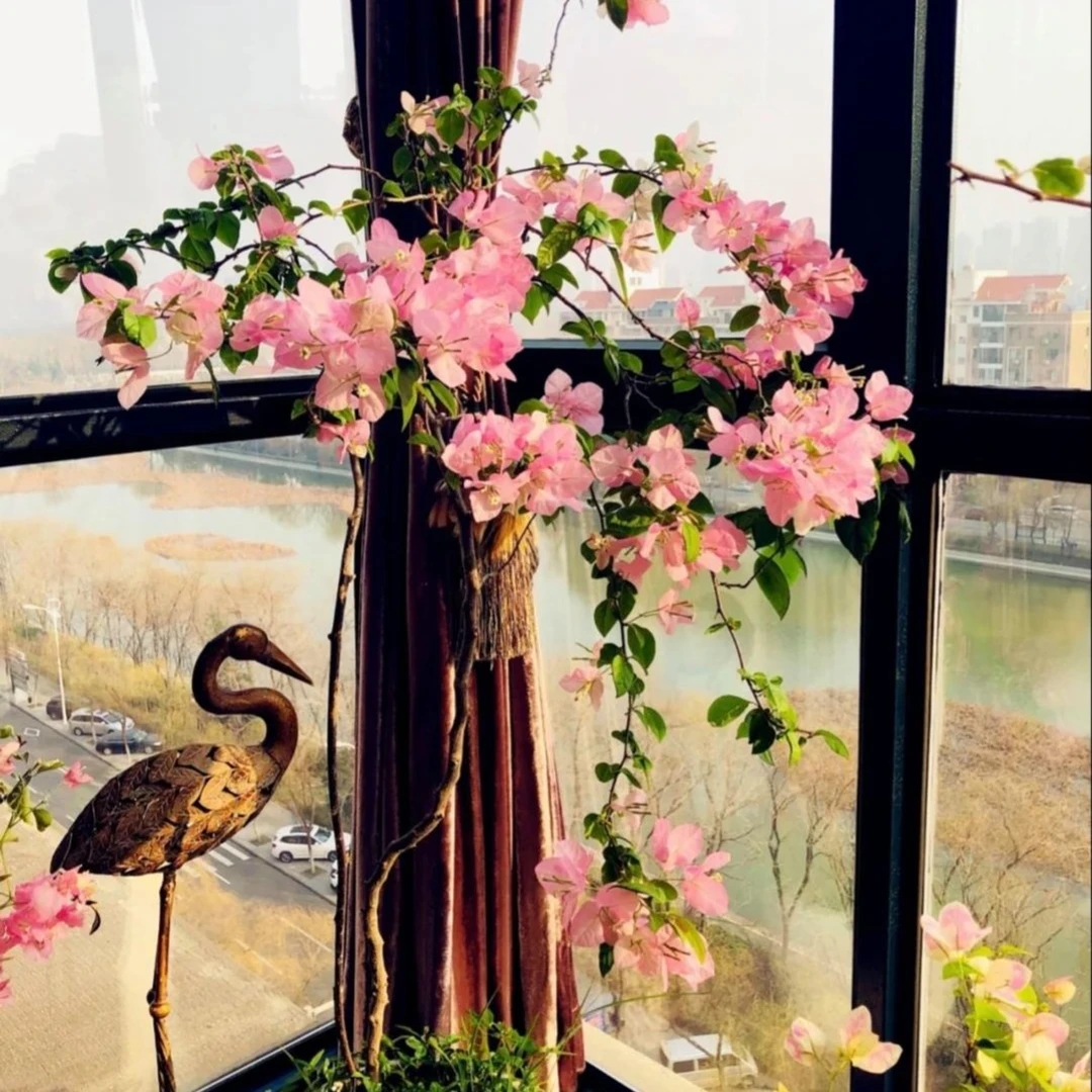 三角梅一物一拍8号链接绿樱棒棒糖漳红樱暗斑浅黄加州黄重瓣口红