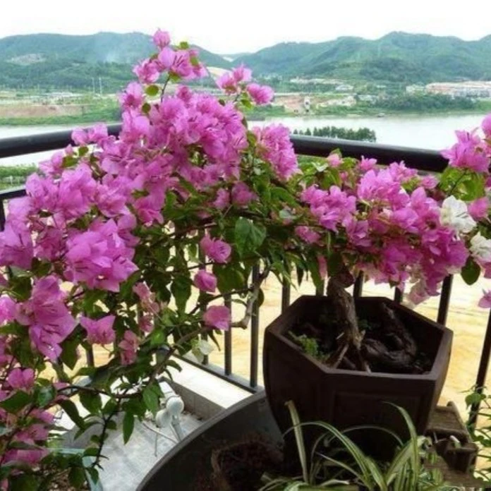 三角梅一物一拍11号链接四季开花勤花庭院阳台绿植花卉基地直销