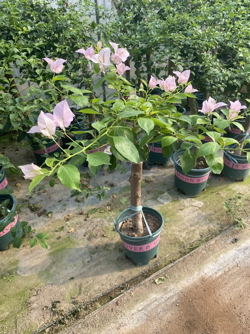 三角梅一物一拍3号链接四季开花庭院阳台爬藤绿植盆栽花卉基地