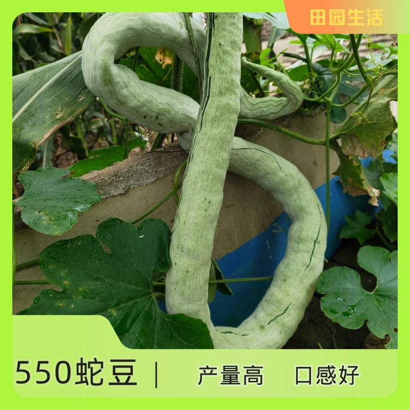 【种子】550蛇豆种子春播观赏食用爬藤蛇瓜高产   550蛇豆