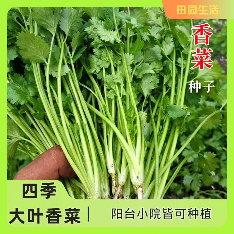 【种子】四季大叶香菜种子大叶速生香菜蔬菜阳台小院 四季大叶香菜