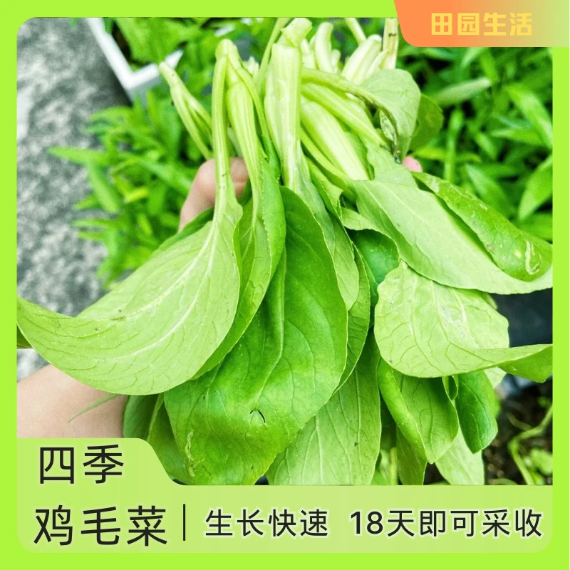 【种子】四季鸡毛菜种子蔬菜速生鲜美菜园盆栽庭院种植  四季鸡毛菜