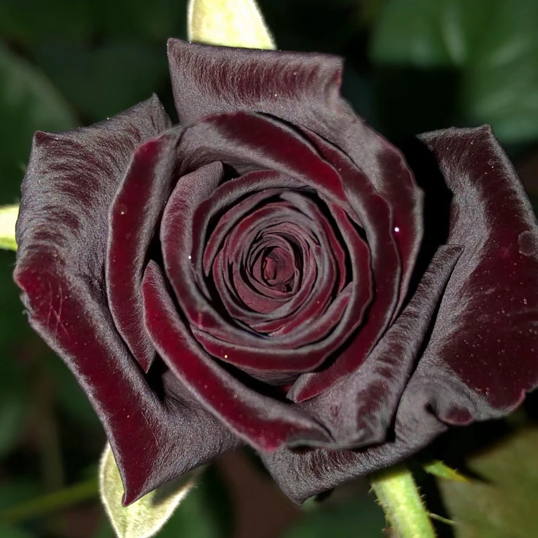 【宇爸推荐—黑巴克】玫瑰切花月季蔷薇庭院花卉浓香高脚杯盆栽治愈