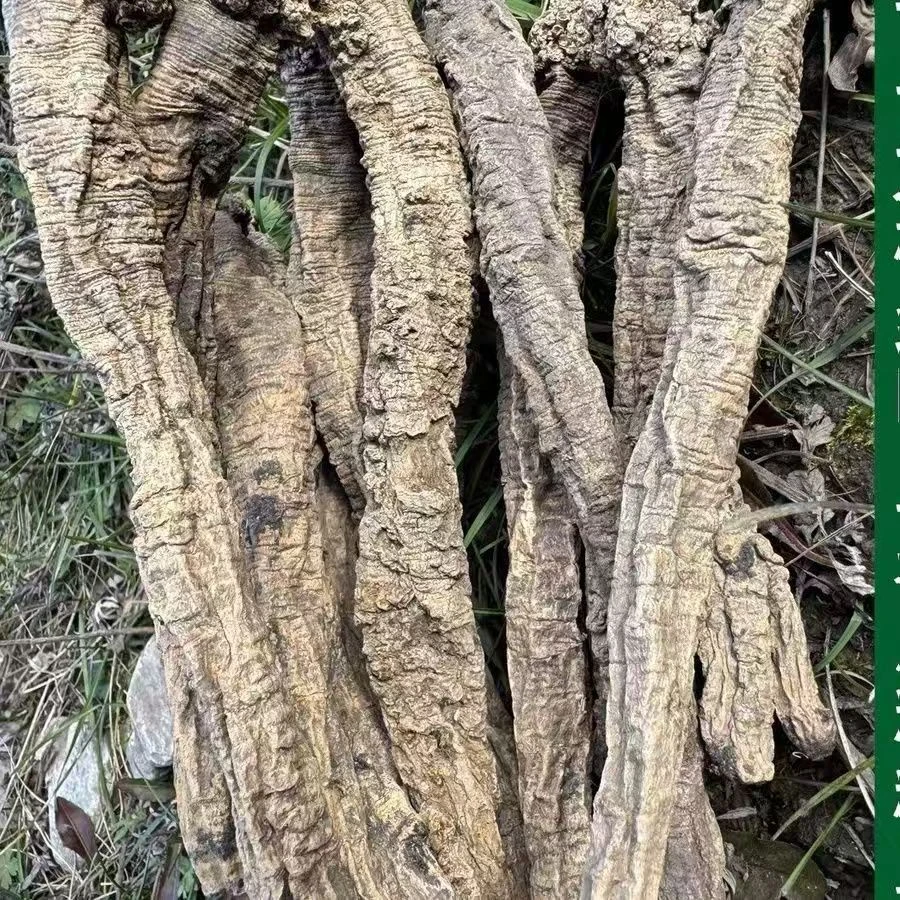 甘肃岷县手工挖野生蛤蟆党参