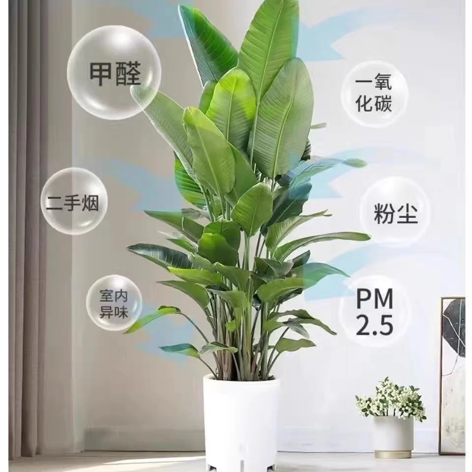 天堂鸟盆栽花卉绿植鹤望兰室内客厅大型观叶观花植物盆栽大型植物