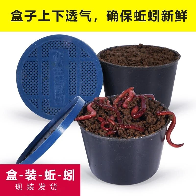 蚯蚓活饵鱼饵红蚯蚓大号钓鱼饵料垂钓高蛋白蚯蚓打窝鲜活盒装包邮