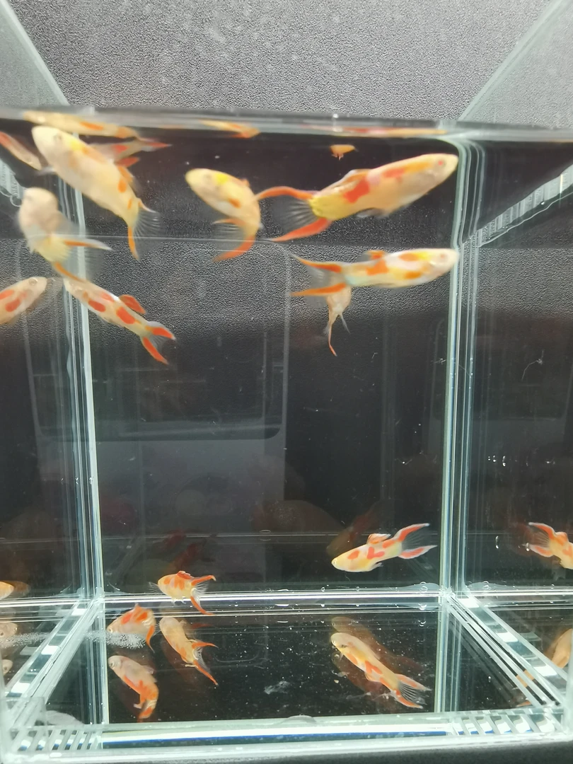 火焰精灵孔雀鱼(全公10条一组)
