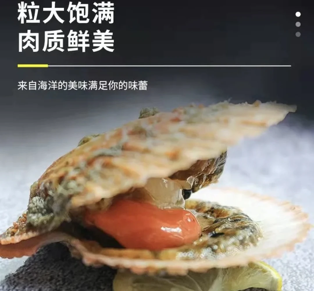 山东日照原产地鲜活发货栉孔扇贝（开口正常）