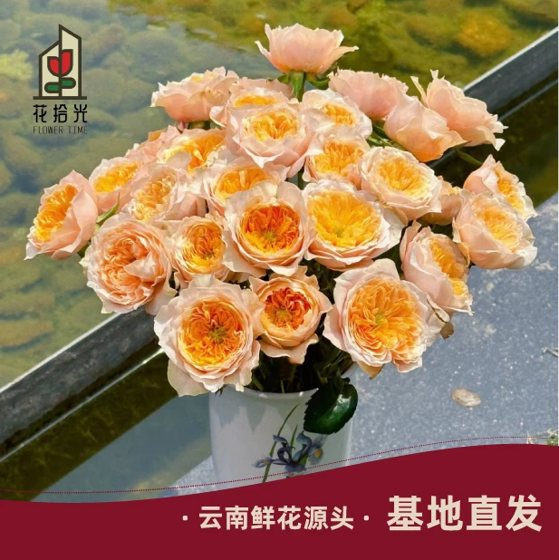 【基地直发】【5度以下拍保温棉】黄蝴蝶多头玫瑰 奶黄色小包子