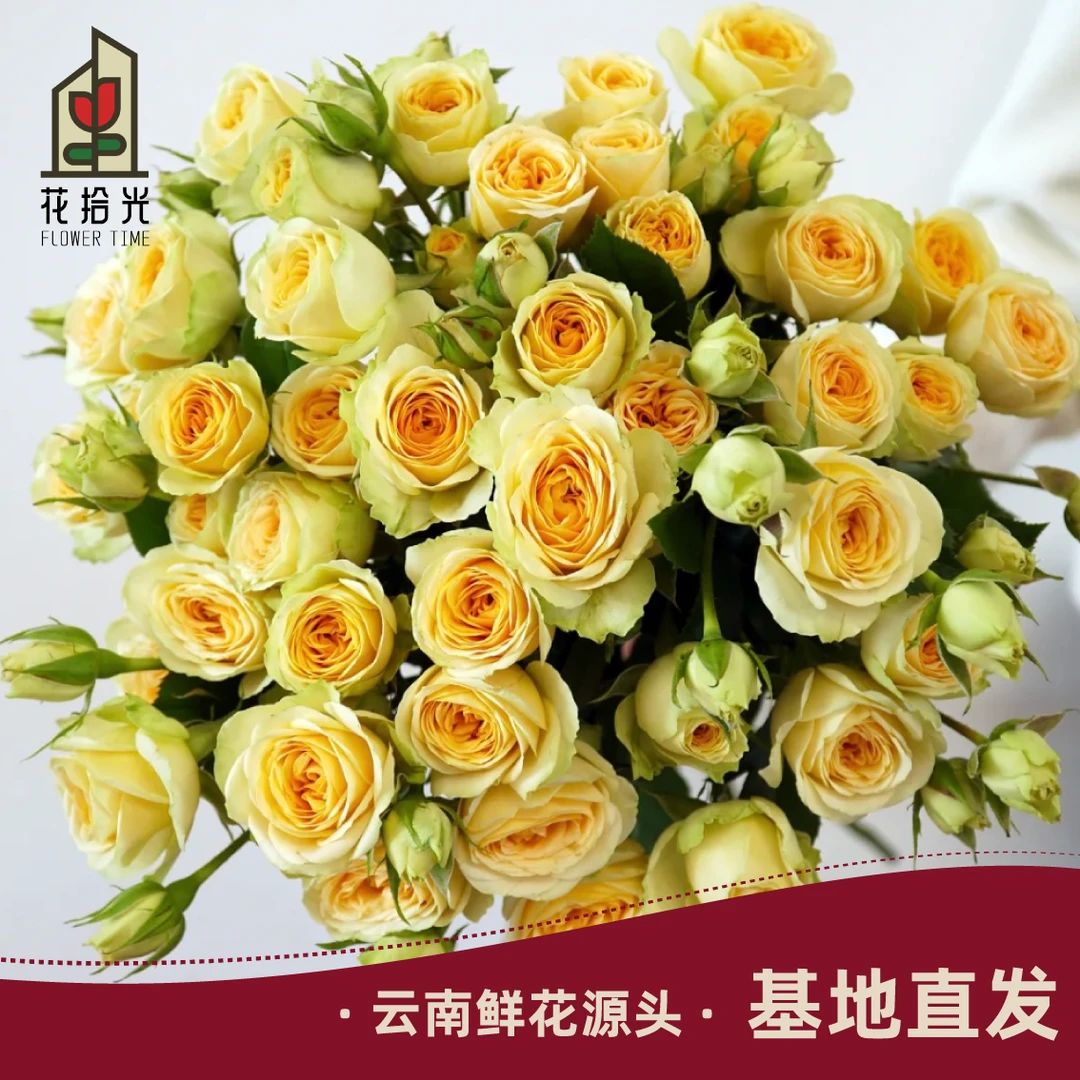 【基地直发】【5度以下拍保温棉】牛油果多头玫瑰 牛奶芥末玫瑰