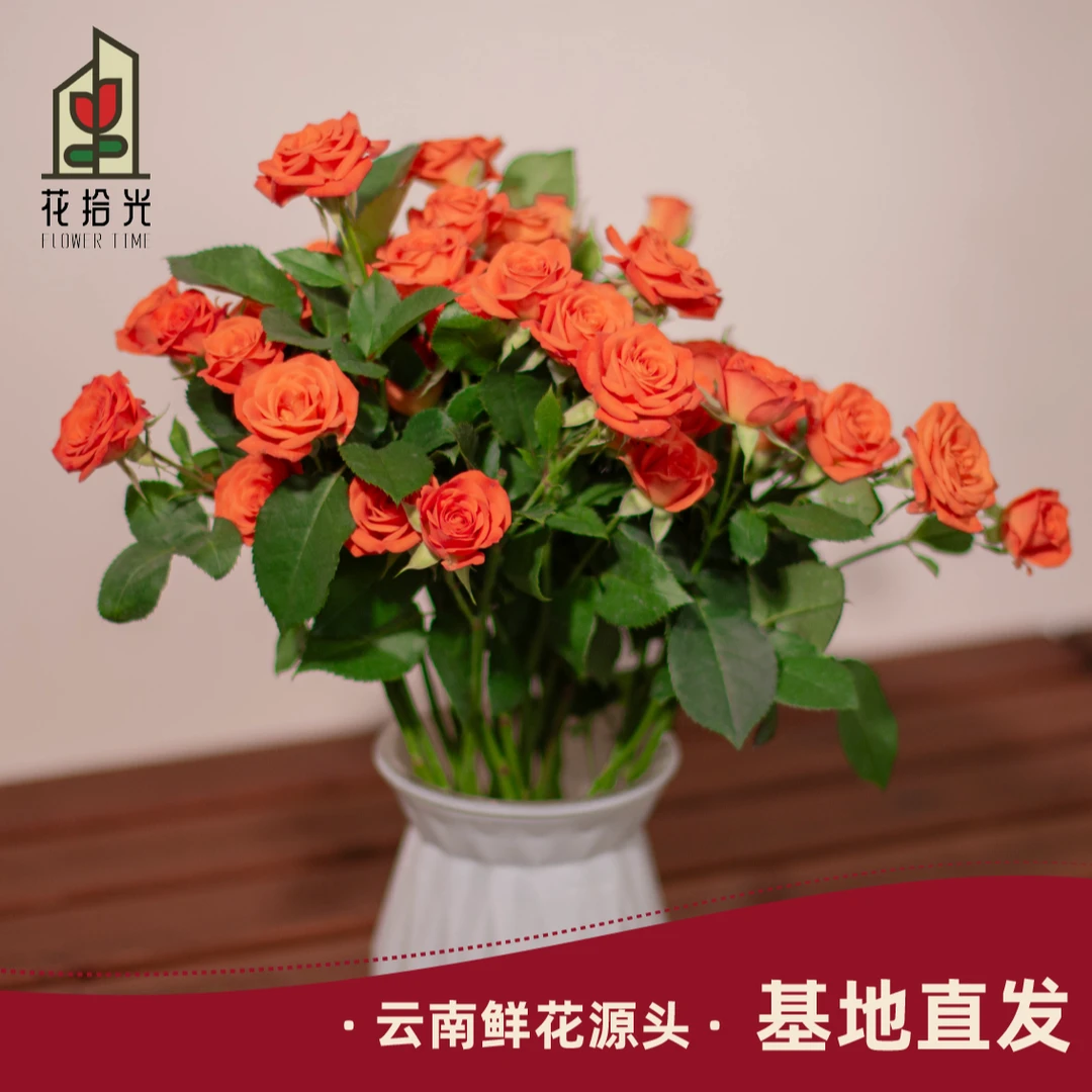 【基地直发】【5度以下拍保温棉】橙芭比多头玫瑰 梦幻橙泡泡