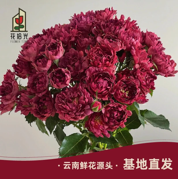 【基地直发】【5度以下拍保温棉】红茶海葵多头玫瑰 10枝 复古深色系