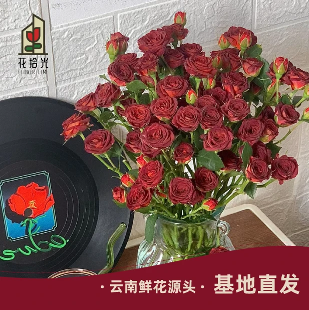 【基地直发】【5度以下拍保温棉】巧克力多头玫瑰 复古色泡泡