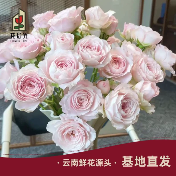 【基地直发】【5度以下拍保温棉】仙子之吻多头玫瑰 温柔到心巴上