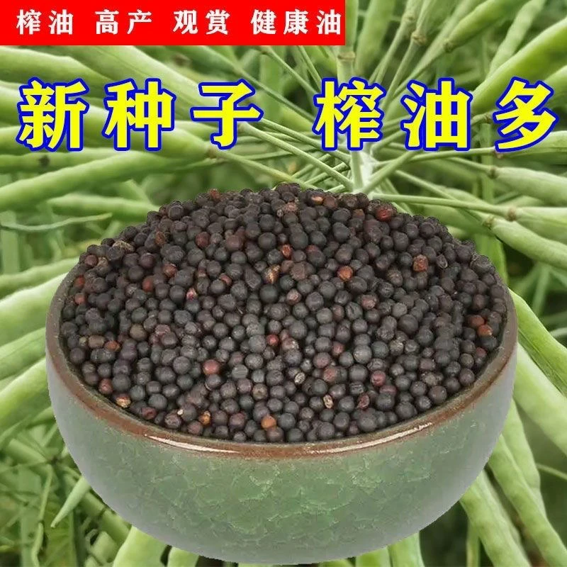 【油菜大丰收】直播间福利品油菜种子