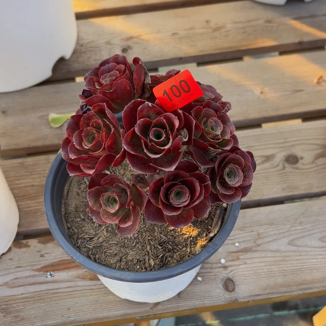 100多肉植物发货玫瑰