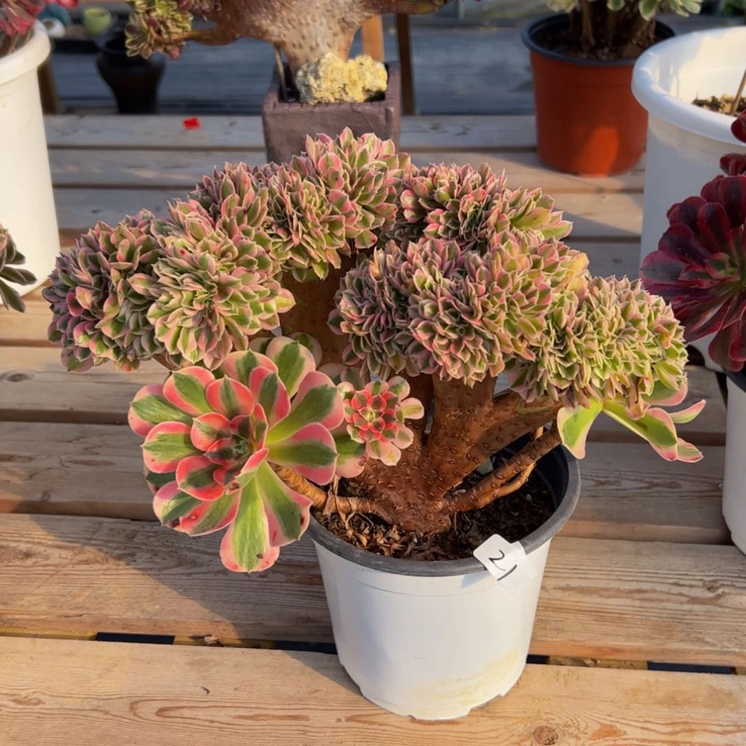 21多肉植物发货女巫缀